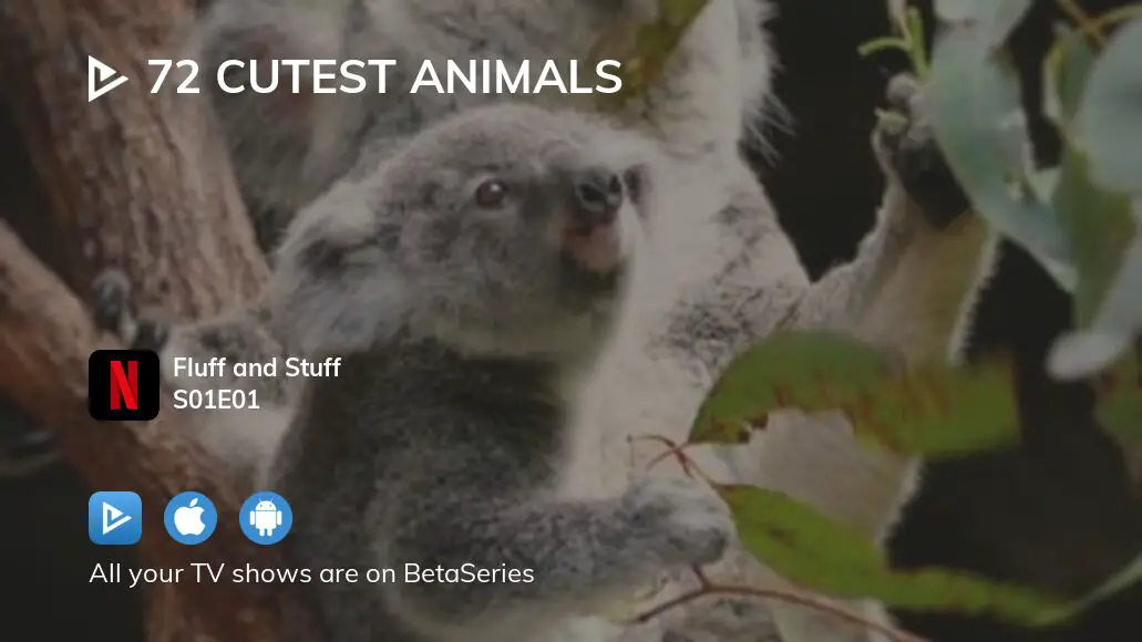 watch-72-cutest-animals-season-1-episode-1-streaming-betaseries